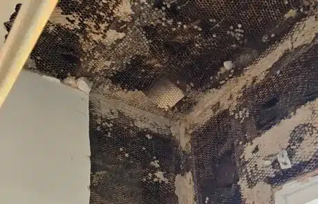 bathroom-mold-remediation