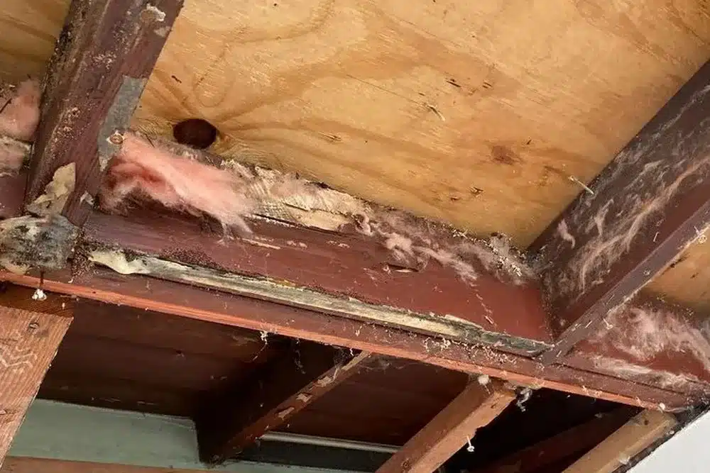 Learn about this success story