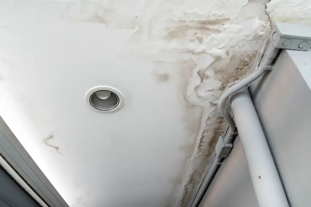 Learn about this success story