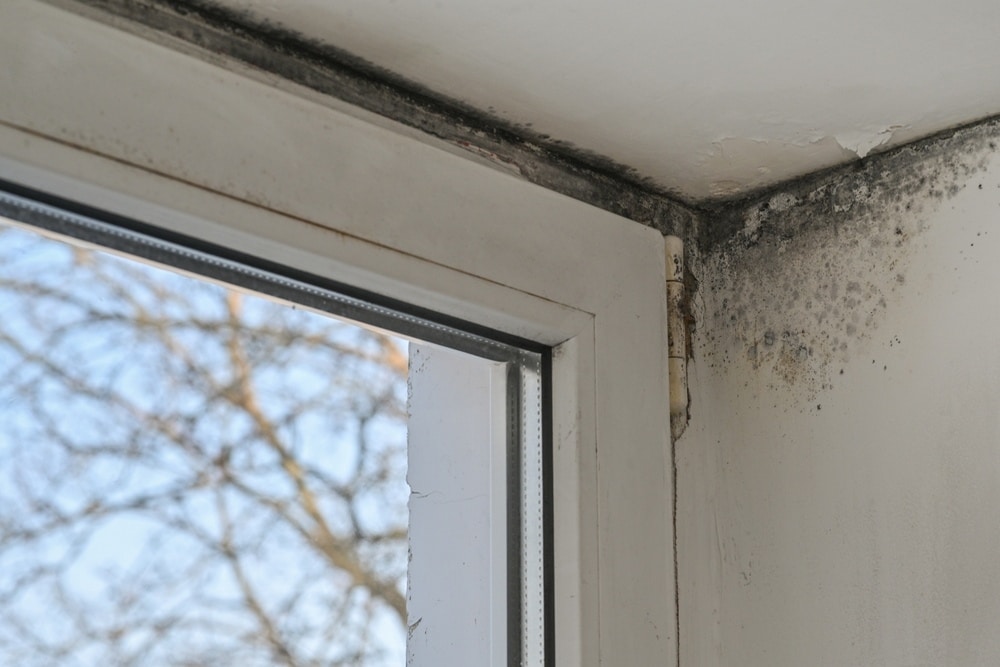 How to Prevent Mold Growth After Water Damage in Your Home