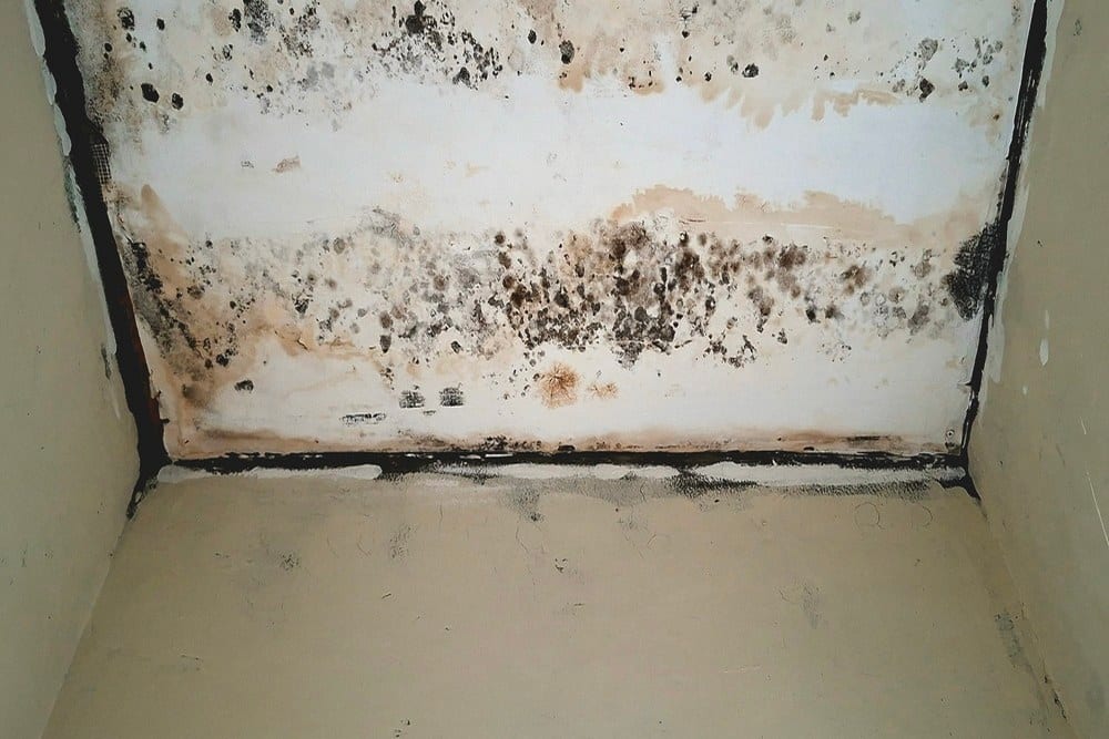 How Fast Can Mold Grow After Water Damage?