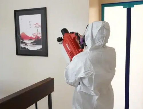 Medical Mold Remediation Services and Their Role in Maintaining a Healthier Home Environment