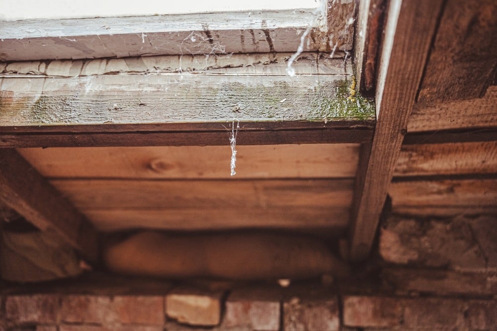 The Impact of Attic Mold on Insulation and Energy Efficiency