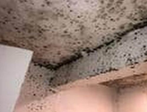 What Happens If Water Damage Is Left Untreated?