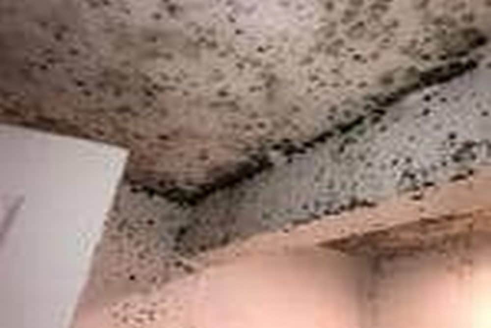 What Happens If Water Damage Is Left Untreated?