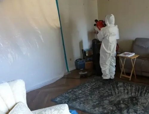 When Mold Damage Requires Professional Mold Removal