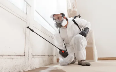 Essential Steps for Safe Mold Remediation in San Diego Homes