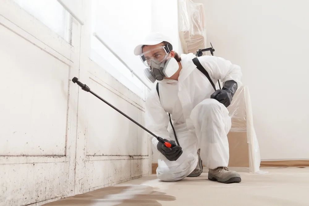 Essential Steps for Safe Mold Remediation in San Diego Homes