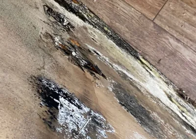 Kitchen Cabinet Mold Remediation