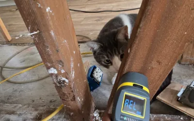 Kitchen Cabinet Mold Remediation in San Marcos, CA