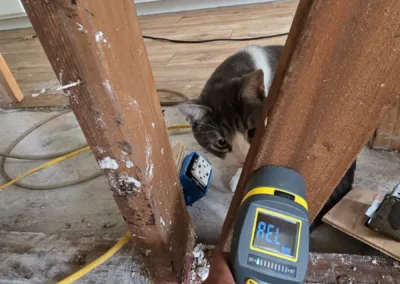 Kitchen Cabinet Mold Remediation