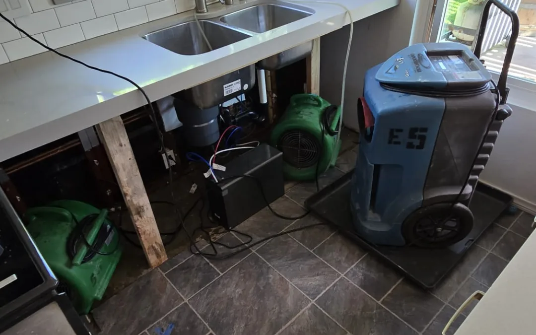Kitchen Mold Remediation Service in San Diego, CA