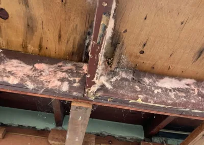 Living Room Ceiling Mold Remediation in La Mesa, CA