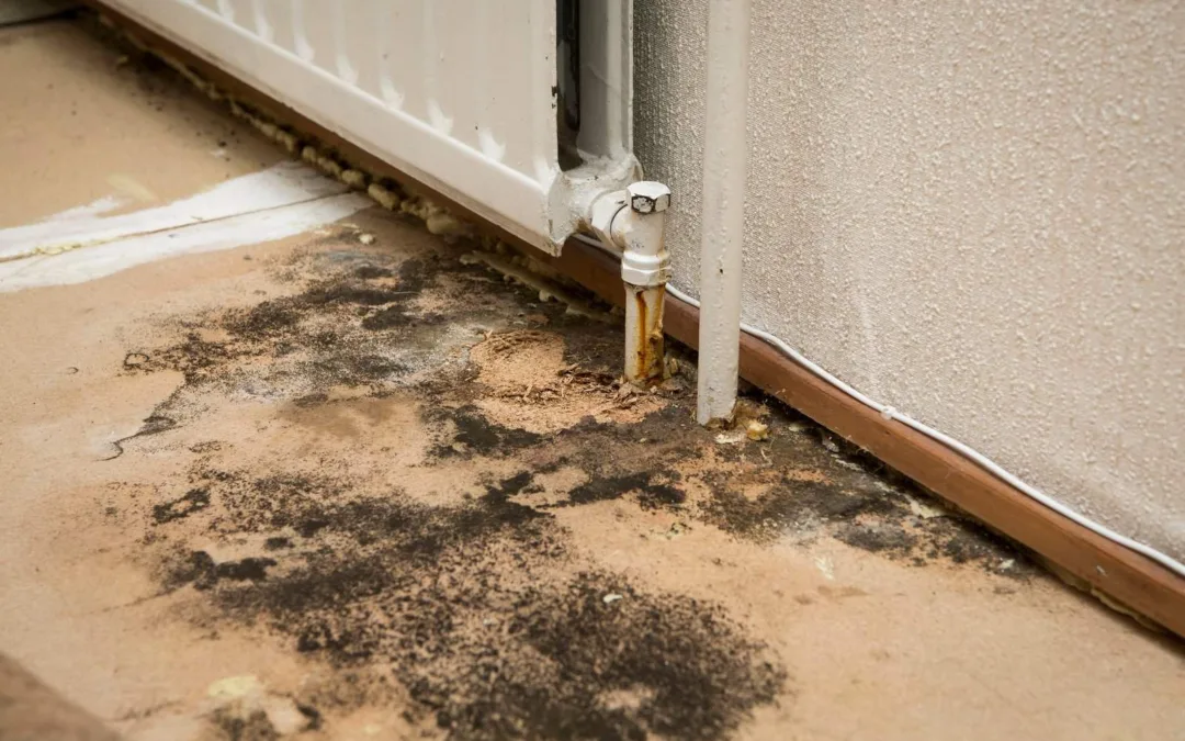 Understanding the Different Types of Mold and Their Health Implications