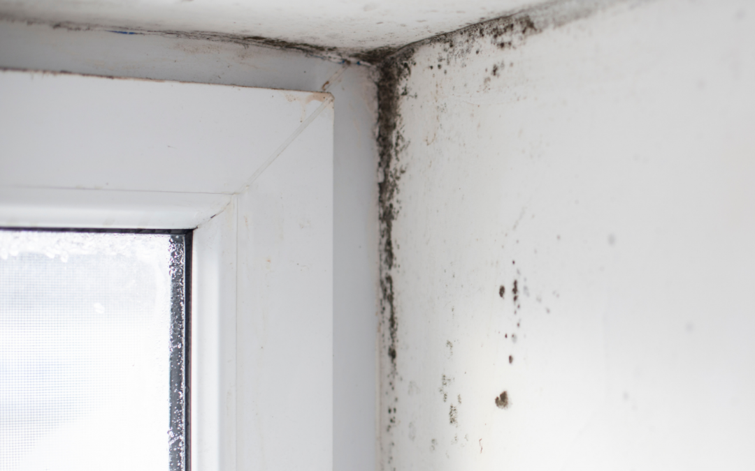 4 Tips for Black Mold Removal