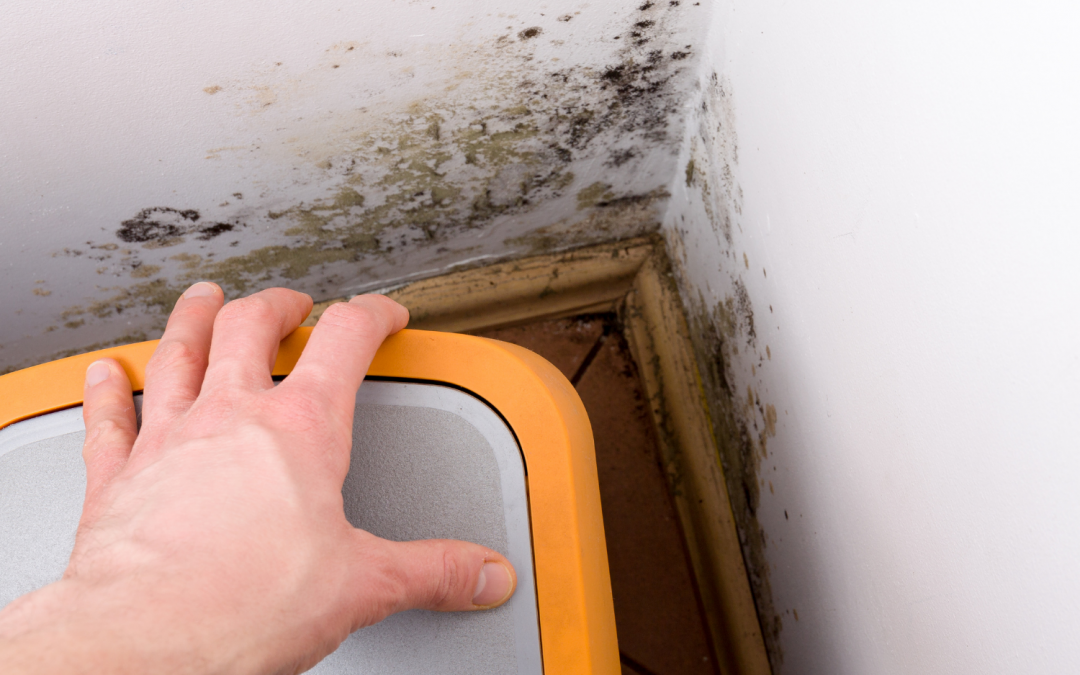 The Cost of Mold Remediation