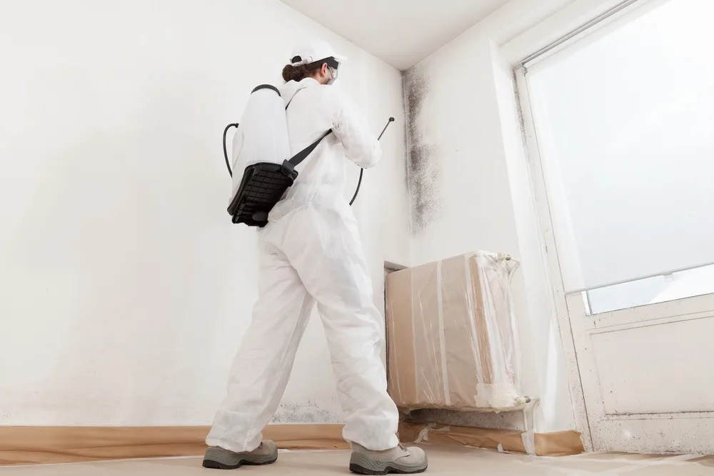 Certified Medical Mold Remediation Company in San Diego