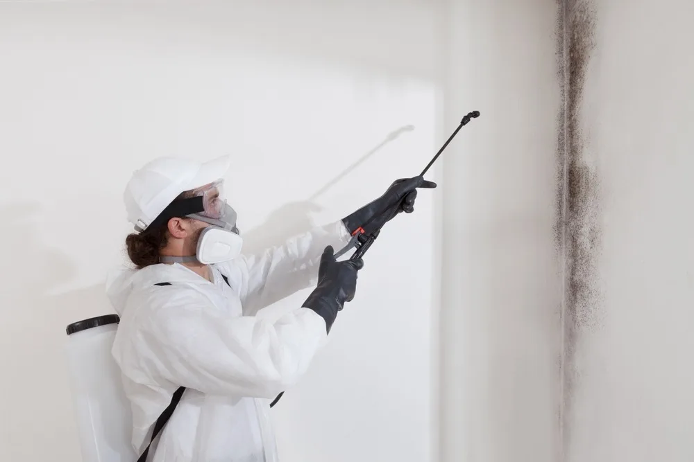 Medical Mold Removal Services in San Diego