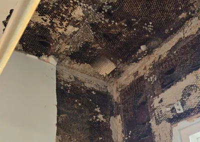 bathroom mold remediation