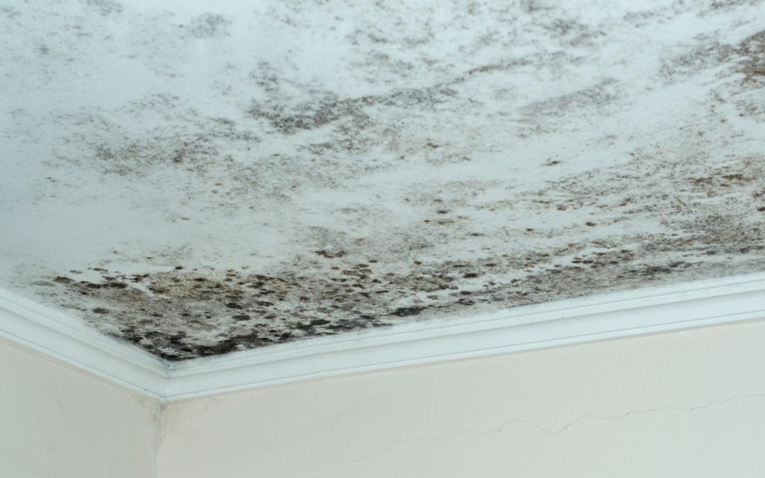 Mold Specialists At White Glove Restoration