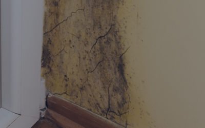 Reasons to Hire a Pro for Mold Remediation